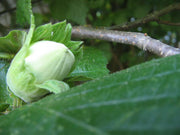 Hazelnut Seedlings